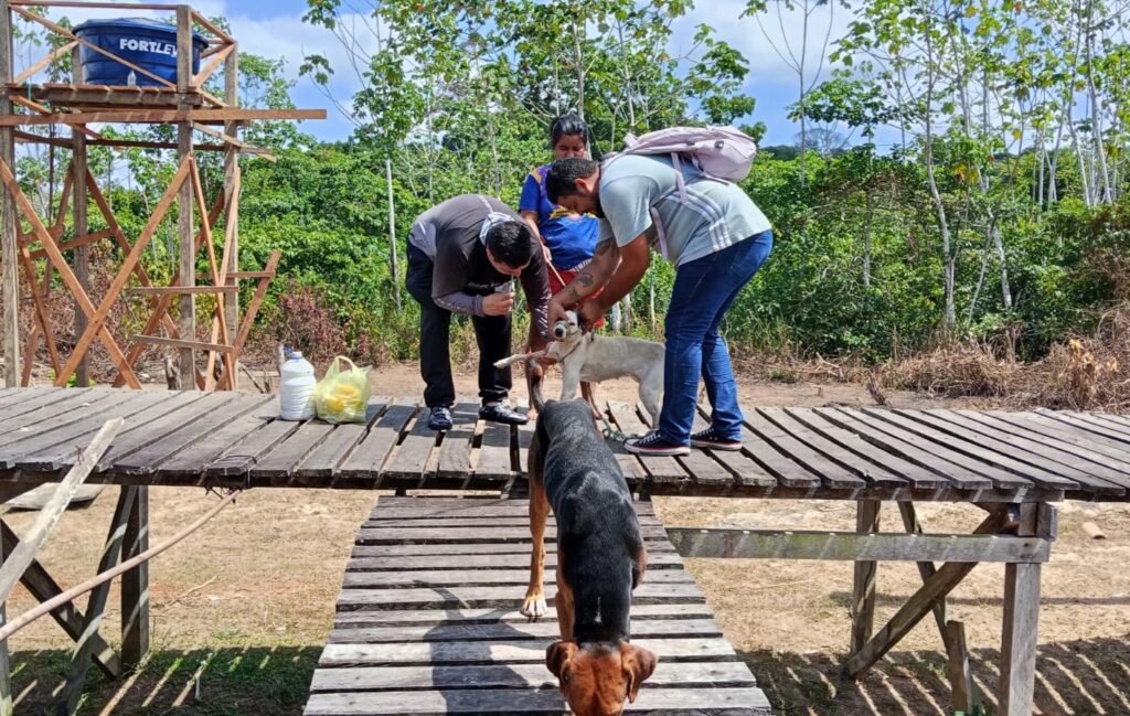 Instituto Amor de Bicho realiza coleta de sangue de 28 animais para preparação para castração